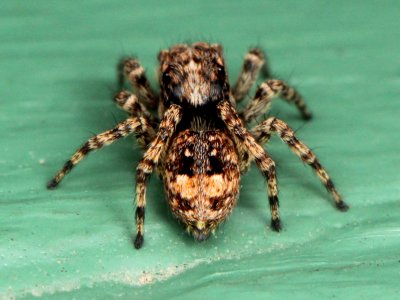 Sitticus fasciger 40176950