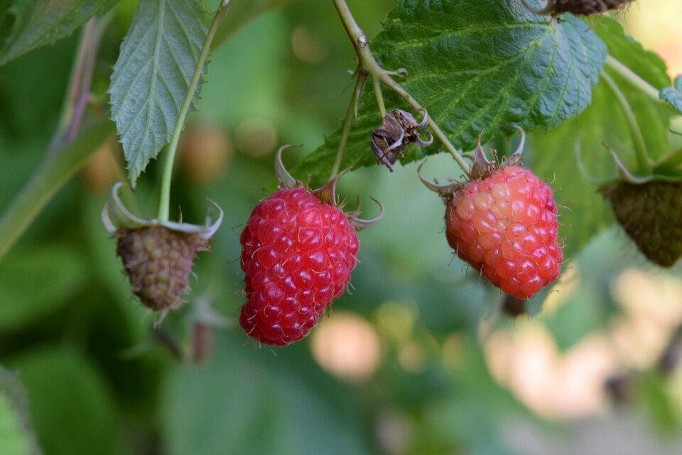 Food fruit fresh