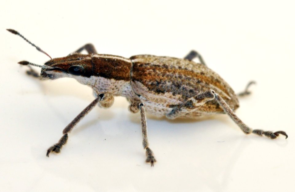 Sitona-gressorius-06-fws