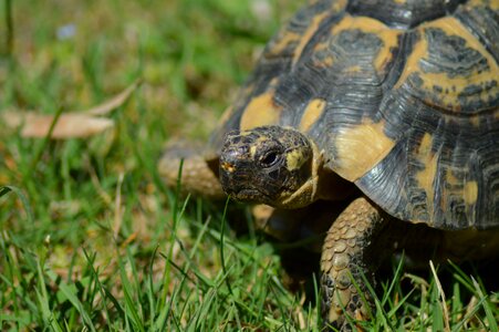 Turtle greek tortoise moorish turtle