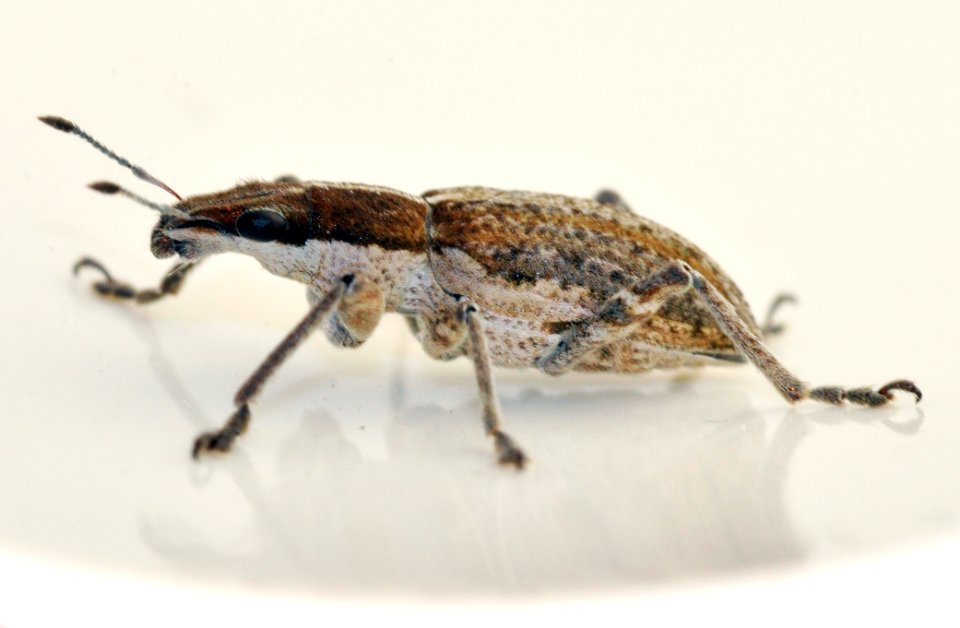 Sitona-gressorius-05-fws