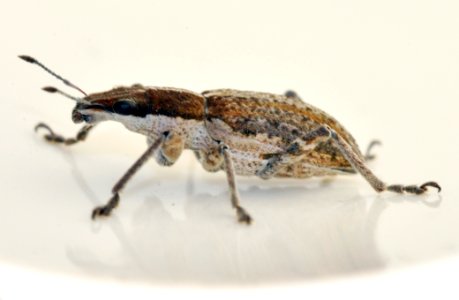Sitona-gressorius-05-fws