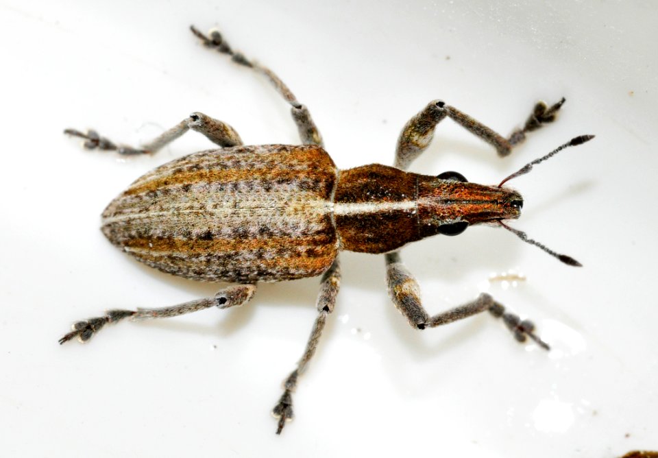 Sitona-gressorius-01-fws