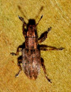 Sitona-lineatus-03-fws