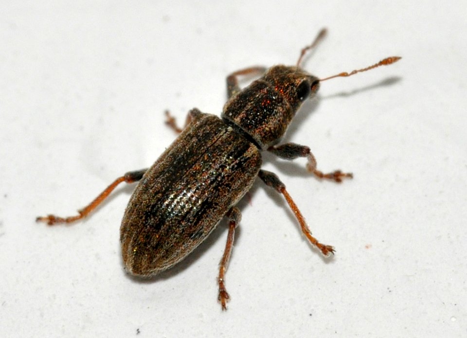 Sitona-lineatus-05-fws