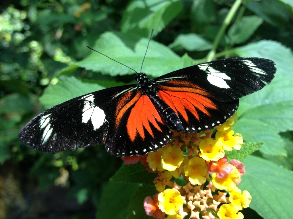 Butterfly greenhouse wings