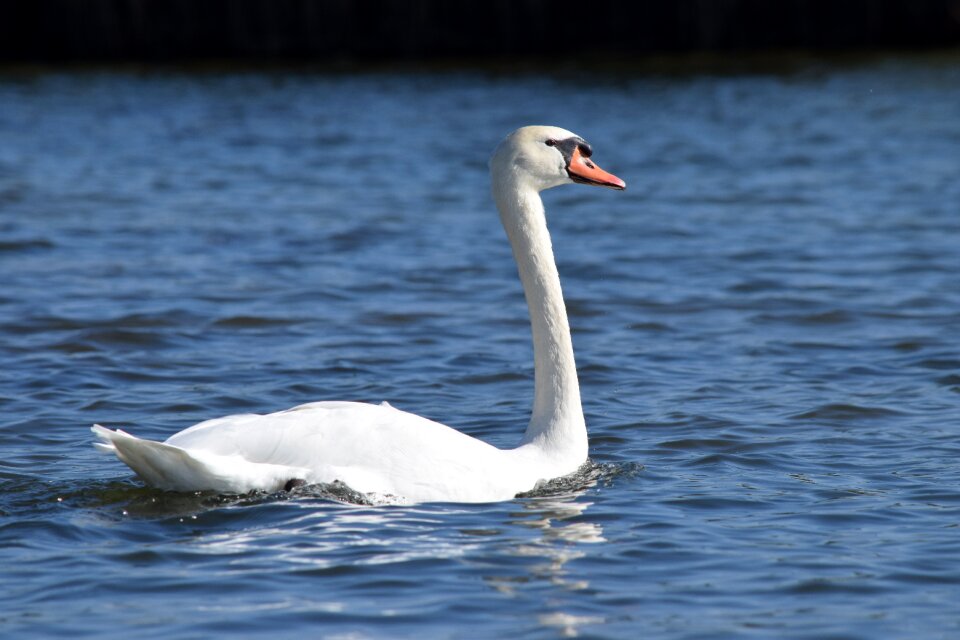 Waterfowl water nature reserve