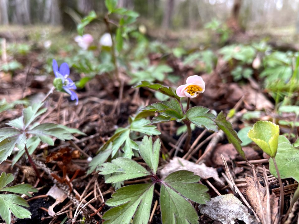 Sjösakärren naturreservat vitsippa & blåsippa