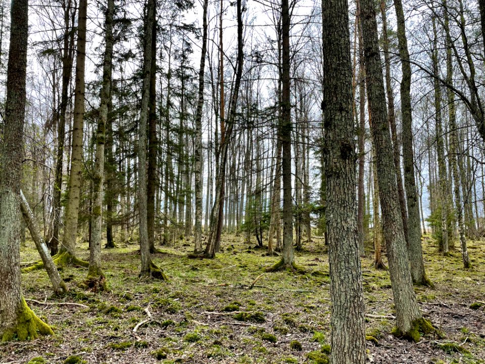 Sjösakärren naturreservat skog
