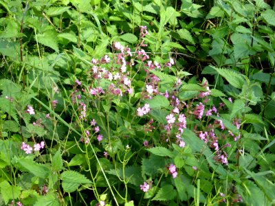Silene-dioica-2