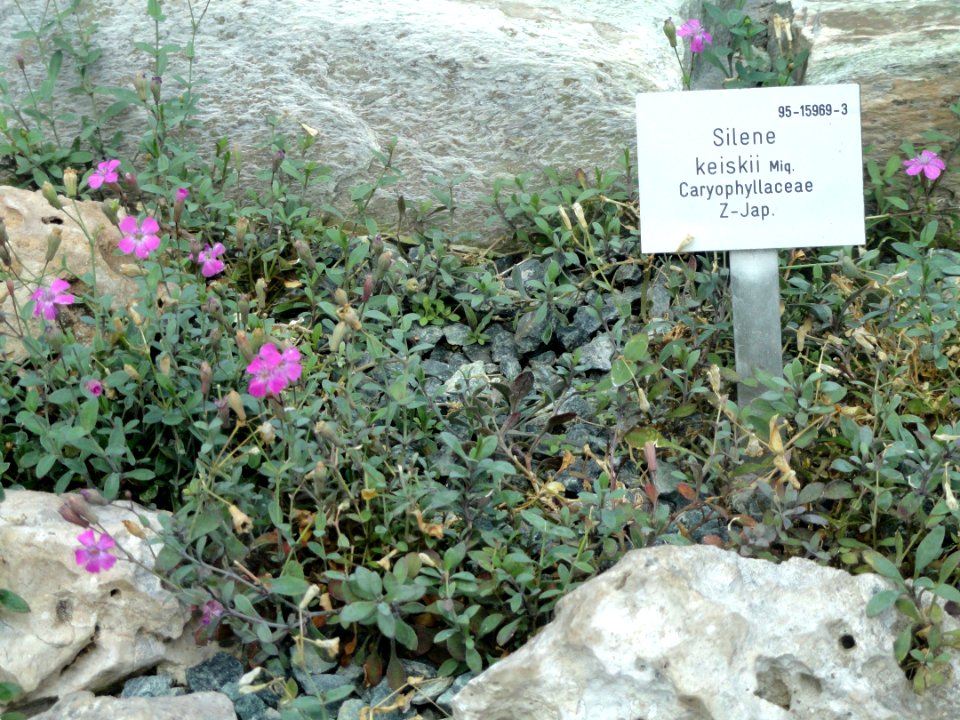 Silene keiskei - Palmengarten Frankfurt - DSC01969