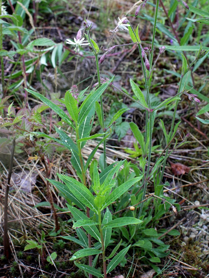 Silene nutans Simo, Finland 22.06.2013