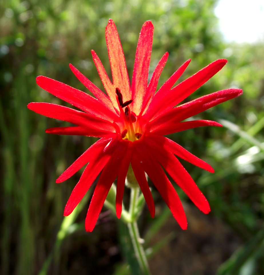 Silene laciniata backlit