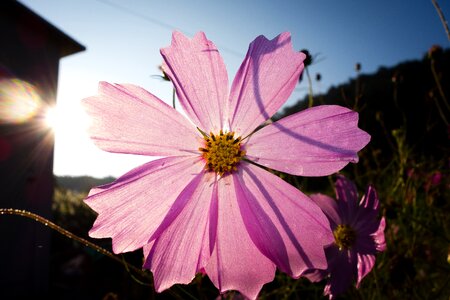 Thanksgiving day flower floral