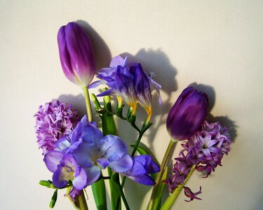 Bunch of flowers bluish-purple colors cut flower photo