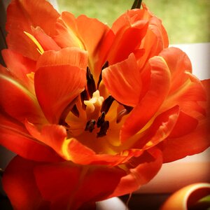 Orange tulips close up tulpenbluete photo