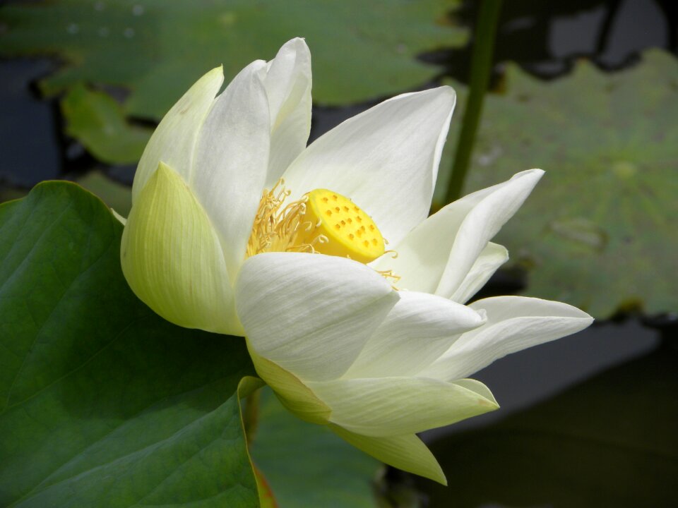Flower yellow garden