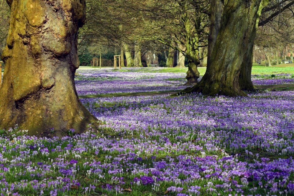 Crocus carpet of flowers purple