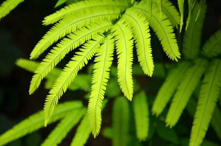 Green flora pattern