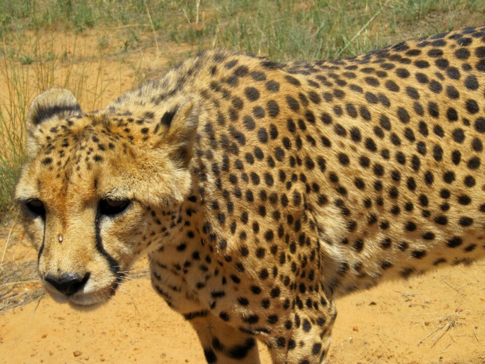 Africa safari predator