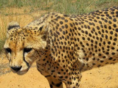 Africa safari predator