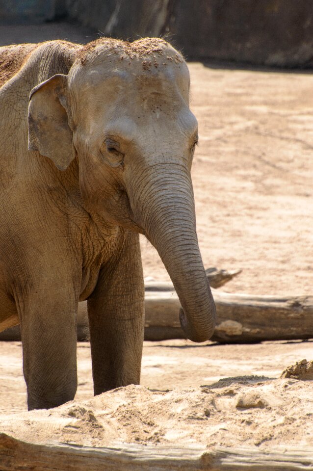 Pachyderm proboscis animal portrait