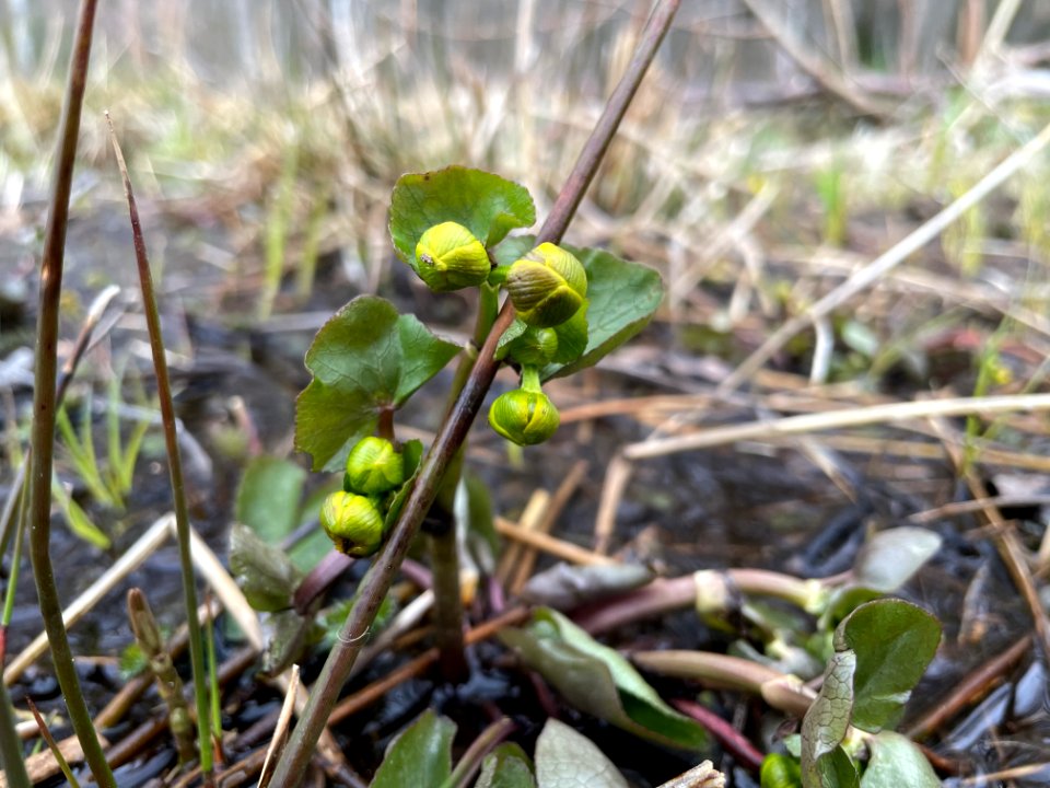 Sjösakärren naturreservat Caltha palustris