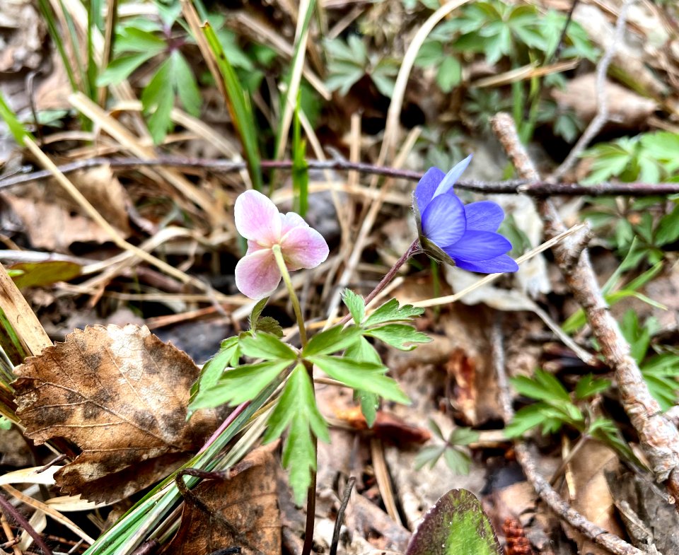 Sjösakärren naturreservat blåsippa och vitsippa