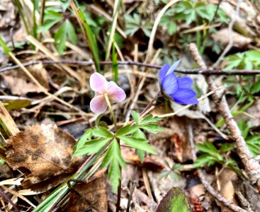 Sjösakärren naturreservat blåsippa och vitsippa
