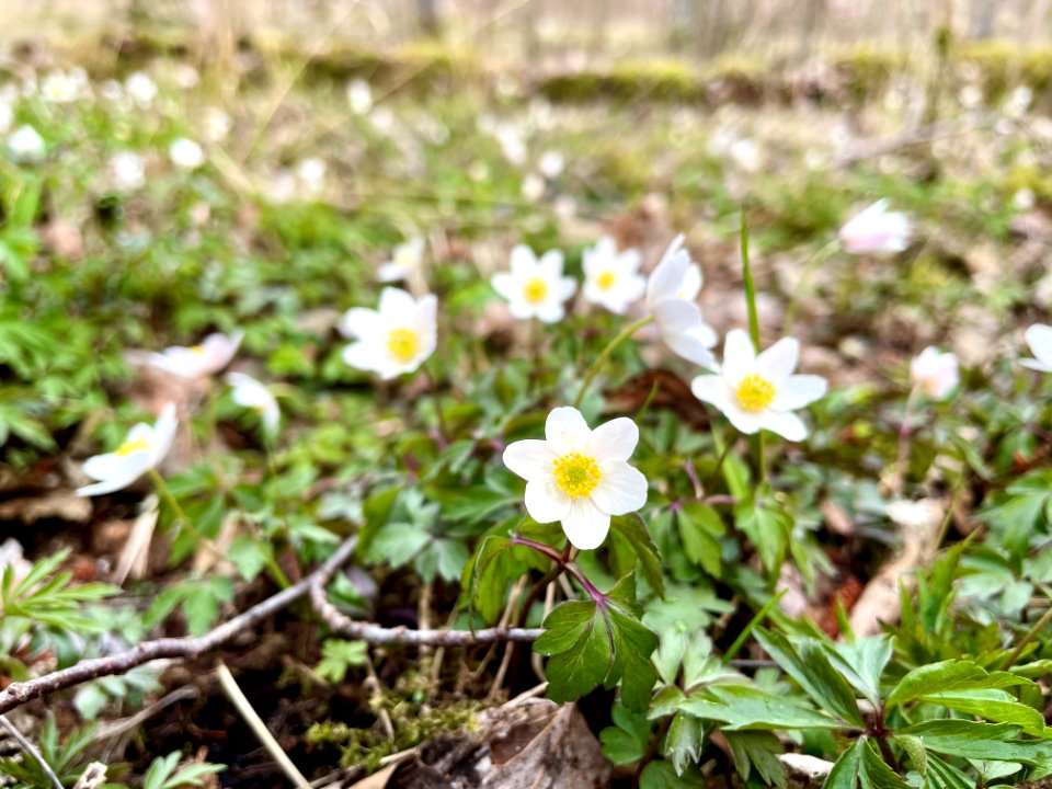 Sjösakärren naturreservat vitsippor