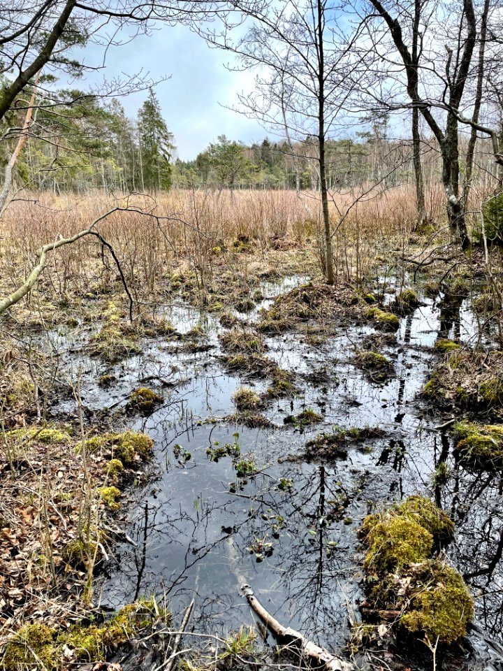 Sjösakärren naturreservat landskap