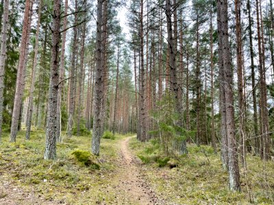 Sjösakärren naturreservat stig