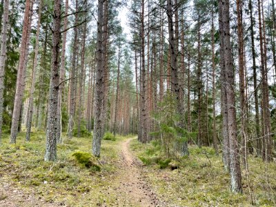 Sjösakärren naturreservat stig photo