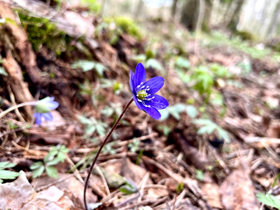 Sjösakärren naturreservat blåsippa