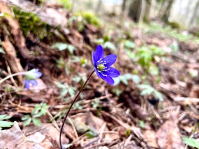 Sjösakärren naturreservat blåsippa