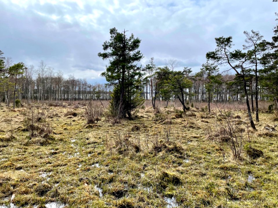 Sjösakärren naturreservat våtmark 2021