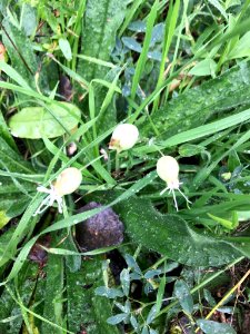 Silene vulgaris 55075874
