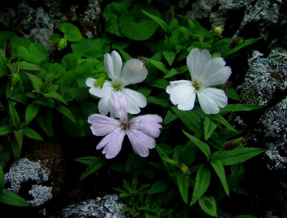 Silene keiskei var.akaisialpina in Mount Kita 2004-07-18