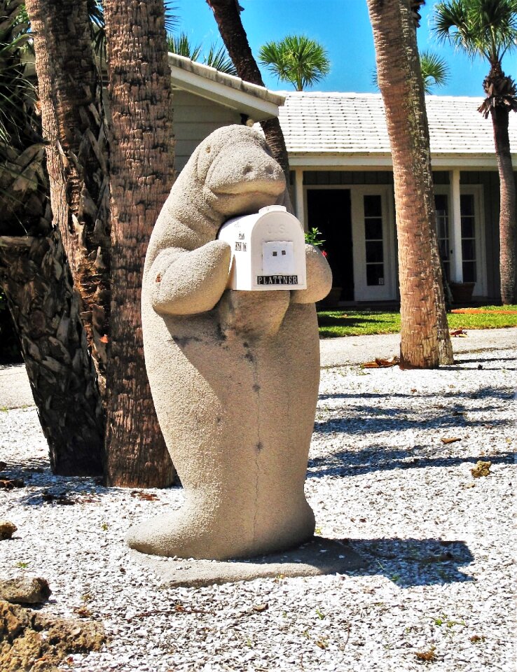 Manatee original typical florida