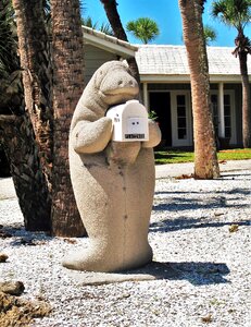 Manatee original typical florida