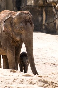 Small animal safari protector