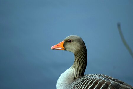 Goose bird wild goose