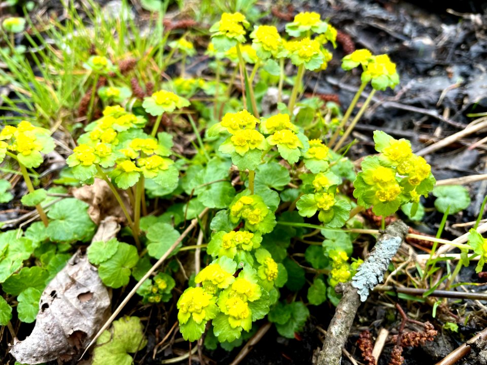 Sjösakärren naturreservat gullpudra