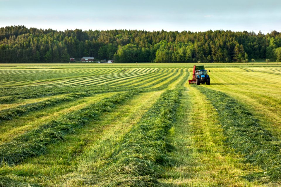 Silage windrows and tractor 1
