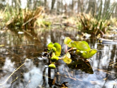 Sjösakärren naturreservat kabbleka