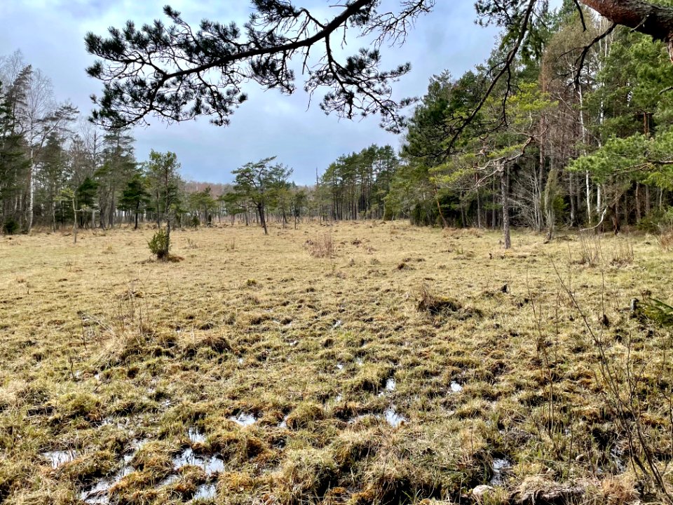 Sjösakärren naturreservat våtmark