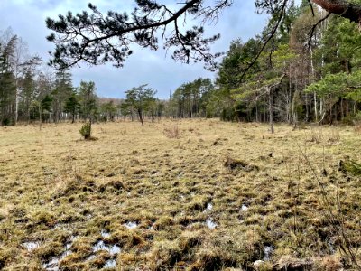 Sjösakärren naturreservat våtmark photo