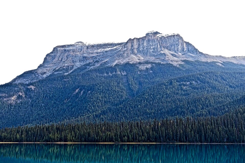 Evergreen environment natural