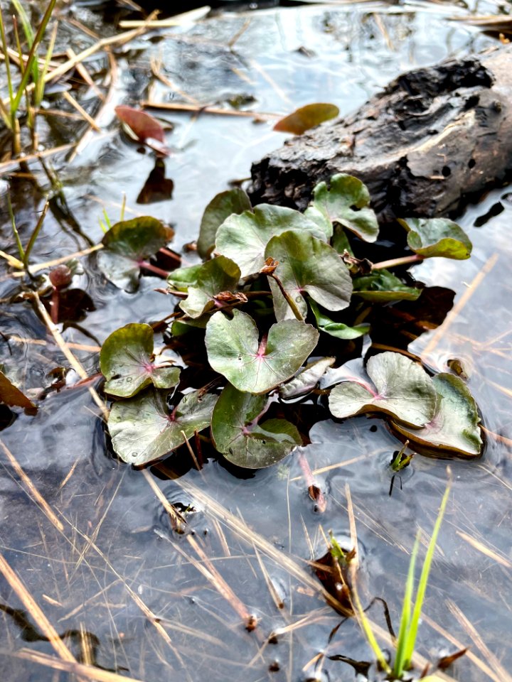 Sjösakärren naturreservat våtmark vegetation