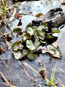 Sjösakärren naturreservat våtmark vegetation